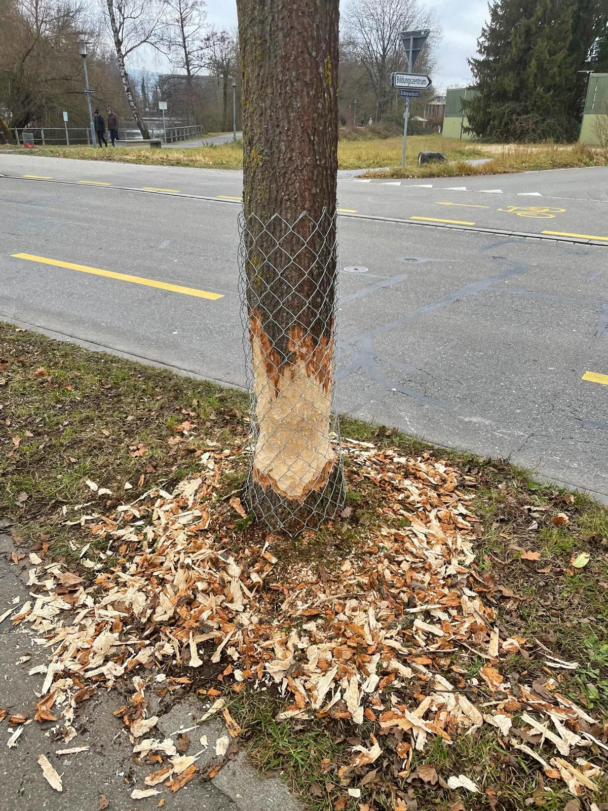 Ein Baumstamm wurde von einem Biber angenagt, sodass der Stamm mit einem Drahtgeflecht geschützt werden musste.